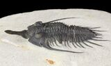Spiny Psychopyge Trilobite - Short Snout Species #65825-3